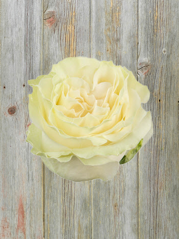 WHITE GARDEN ROSE